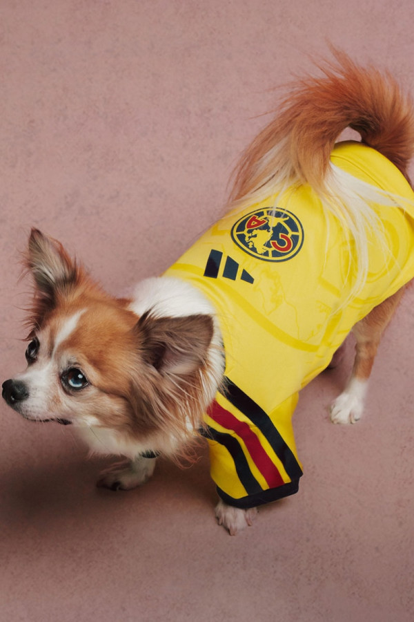 adidas Originals Outfits Pets in Real Madrid and Manchester United Kits