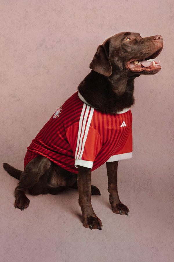 adidas Originals Outfits Pets in Real Madrid and Manchester United Kits