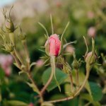 Omani Rose: Amouage builds a new fragrance raw material supply chain
