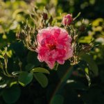 Omani Rose: Amouage builds a new fragrance raw material supply chain