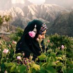 Omani Rose: Amouage builds a new fragrance raw material supply chain