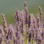 Behind the scenes of Provence’s lavender and lavandin harvest