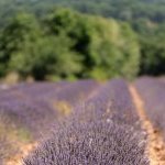 Behind the scenes of Provence’s lavender and lavandin harvest