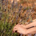 Behind the scenes of Provence’s lavender and lavandin harvest