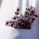 Behind the scenes of Provence’s lavender and lavandin harvest