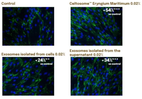 Seppic bolsters Celtosome’s scientific foundation with dose-efficacy data
